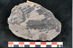 Foto (Detailansicht) von Asterocarpus meriani Br. (NHMW-GEO-2024-0188-10494)
